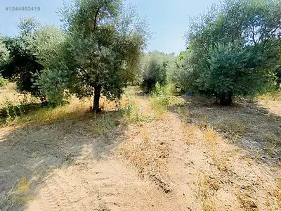 Satılık Arsa — Koçak Mahallesi, Köşk / Aydın — fotoğraf 5